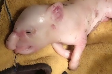 Heo đột biến sinh ra với vòi voi gây sốc