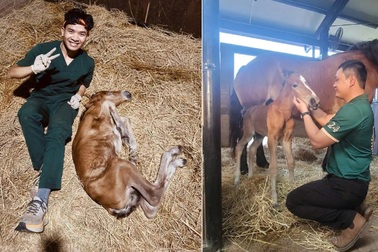 Giống ngựa Belgian Draught quý chào đời tại Vinpearl Horse Academy