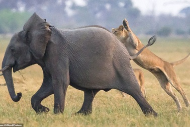 Định “bắt nạt” voi con, bầy sư tử chịu thua cuộc trước đàn voi trưởng thành