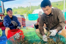 Làng “tỷ phú tôm hùm” hối hả trước bão Kalmaegi