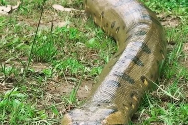 Cuộc chạm trán giữa con lười với trăn anaconda “khủng” và cái kết ít ai ngờ