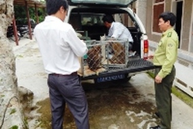 Tiếp nhận 6 cá thể động vật rừng quý hiếm