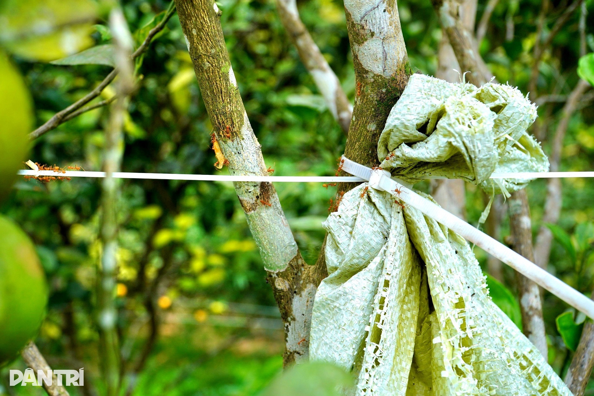חקלאי זקן משתמש ברעל כדי להילחם ברעל כדי להגן על גינת פירות מיוחדת - 3 Lão nông lấy độc trị độc để bảo vệ vườn quả đặc sản - 3