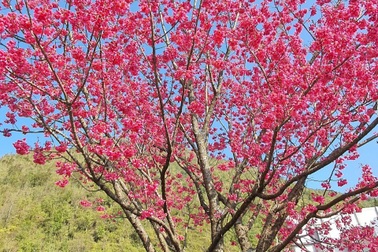 Thu giữ, trồng cứu hộ 4 cây mận rừng hoa đỏ ở Sa Pa