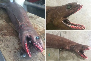 Ngư dân Australia bắt được “cá mập nguyên thủy”