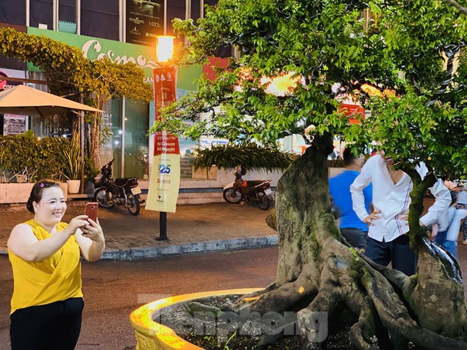 Cây khế 100 tuổi hình đầu chuột có giá nửa tỷ đồng ở Sài Gòn - 11 Cây khế 100 tuổi hình đầu chuột có giá nửa tỷ đồng ở Sài Gòn - 11