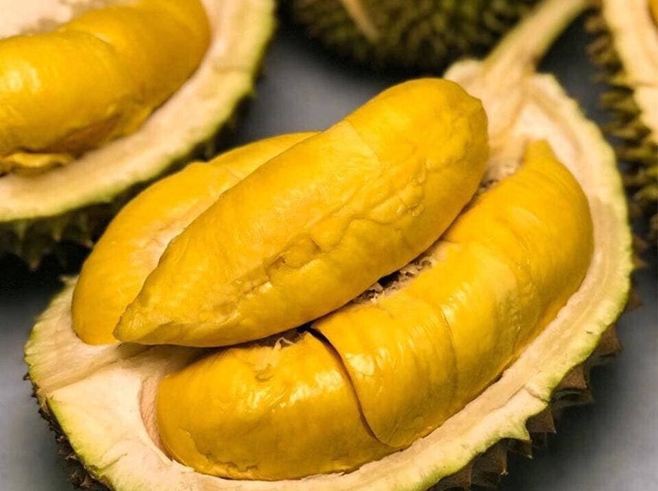 Trái sầu riêng: Không phải ai cũng thích nhưng vô cùng bổ dưỡng - 1 Trái sầu riêng: Không phải ai cũng thích nhưng vô cùng bổ dưỡng - 1