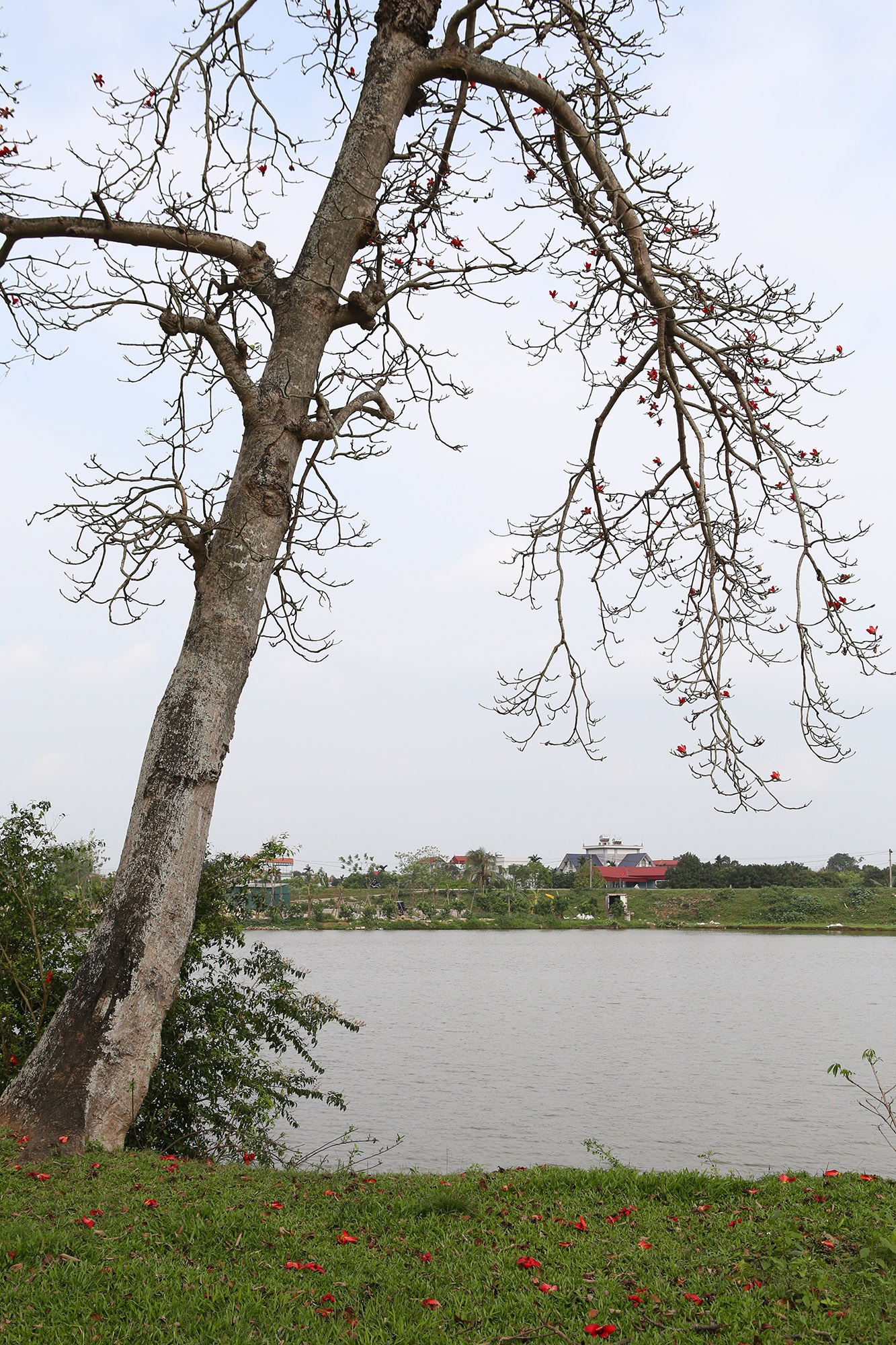 Đẹp nao lòng hoa gạo nở đỏ rực góc trời Thủ đô - 5 Đẹp nao lòng hoa gạo nở đỏ rực góc trời Thủ đô - 5