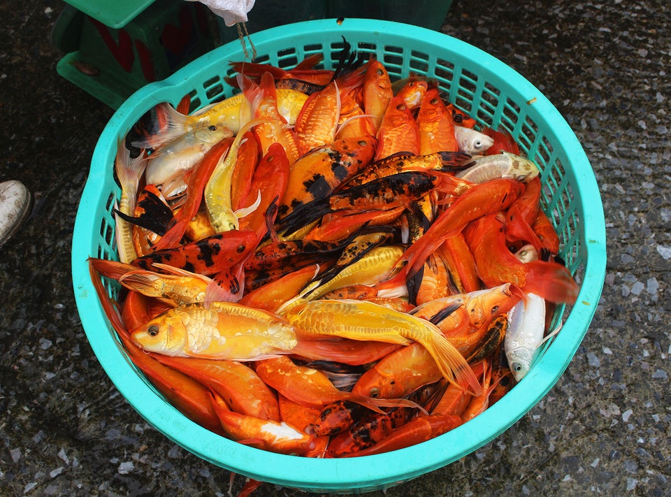 Hà Nội: Cá chép tiễn ông Công ông Táo cháy hàng, giá tăng phi mã - 10 Hà Nội: Cá chép tiễn ông Công ông Táo cháy hàng, giá tăng phi mã - 10