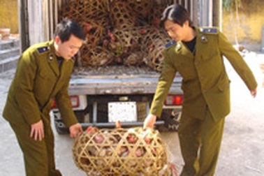 Gà lậu lại “xình xịch” về xuôi!