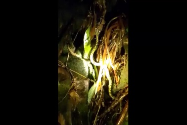 Một cá thể rắn lục Jerdon xuất hiện trong đêm tối tại Hà Giang