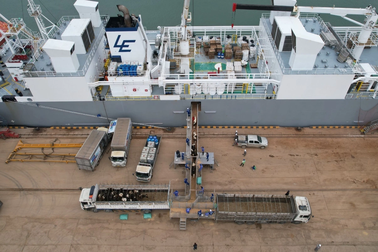 TH true MILK đón đàn bò sữa cao sản gần 2.000 con từ Mỹ