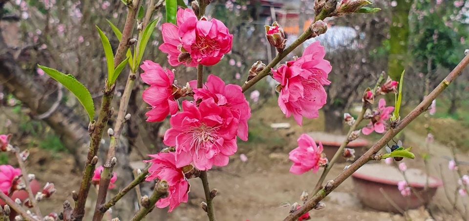 Đào thi nhau bung nở, người trồng hoa lo “mất tết” - 4 Đào thi nhau bung nở, người trồng hoa lo “mất tết” - 4
