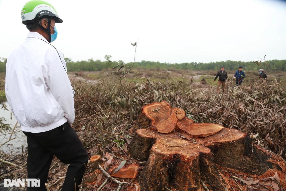 Rừng tràm dân trồng bất ngờ bị chặt hạ: Chủ rừng nói do sơ suất! - 1