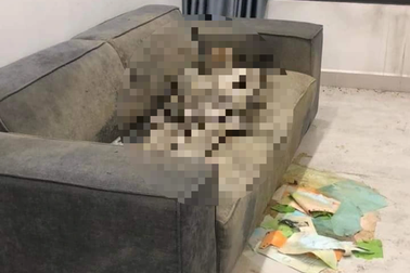 Phát hiện thi thể nữ giới đã "khô" trên sofa tại căn hộ chung cư Hà Nội