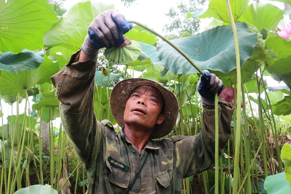 Bỏ cấy lúa sang trồng sen, người dân thu lãi cả trăm triệu đồng - 4 Bỏ cấy lúa sang trồng sen, người dân thu lãi cả trăm triệu đồng - 4