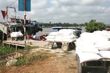 Thu mua tạm trữ: Lúa giảm giá vì kênh, mương cạn kiệt?