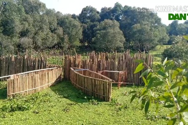 Rừng tràm Trà Sư được công nhận là rừng tràm đẹp nhất Việt Nam