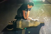 Video hồi sức cấp cứu voi con bị tông xe