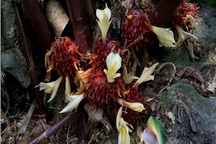 10 loài cây dược liệu có nguy cơ tuyệt chủng ở khu bảo tồn thiên nhiên