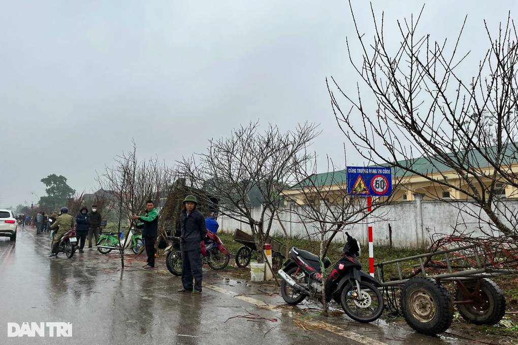 Xót xa cảnh thương lái chặt bỏ đào vì giá quá thấp - 1 Xót xa cảnh thương lái chặt bỏ đào vì giá quá thấp - 1