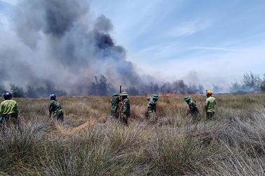Hàng trăm người căng mình chữa cháy rừng phòng hộ ven biển