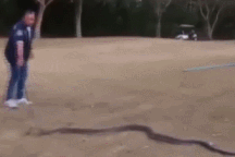 Rắn hổ chúa khổng lồ, dài gần 5m xuất hiện trên sân golf