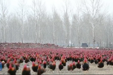 Quá kỳ lạ: Gà chạy bộ, tập bay như "vận động viên" để thịt siêu ngon