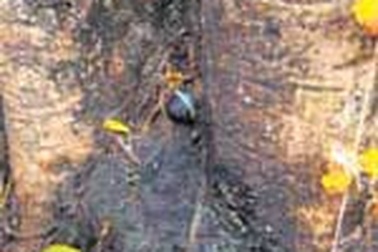 Thần Shiva mọc ra từ… cây sung