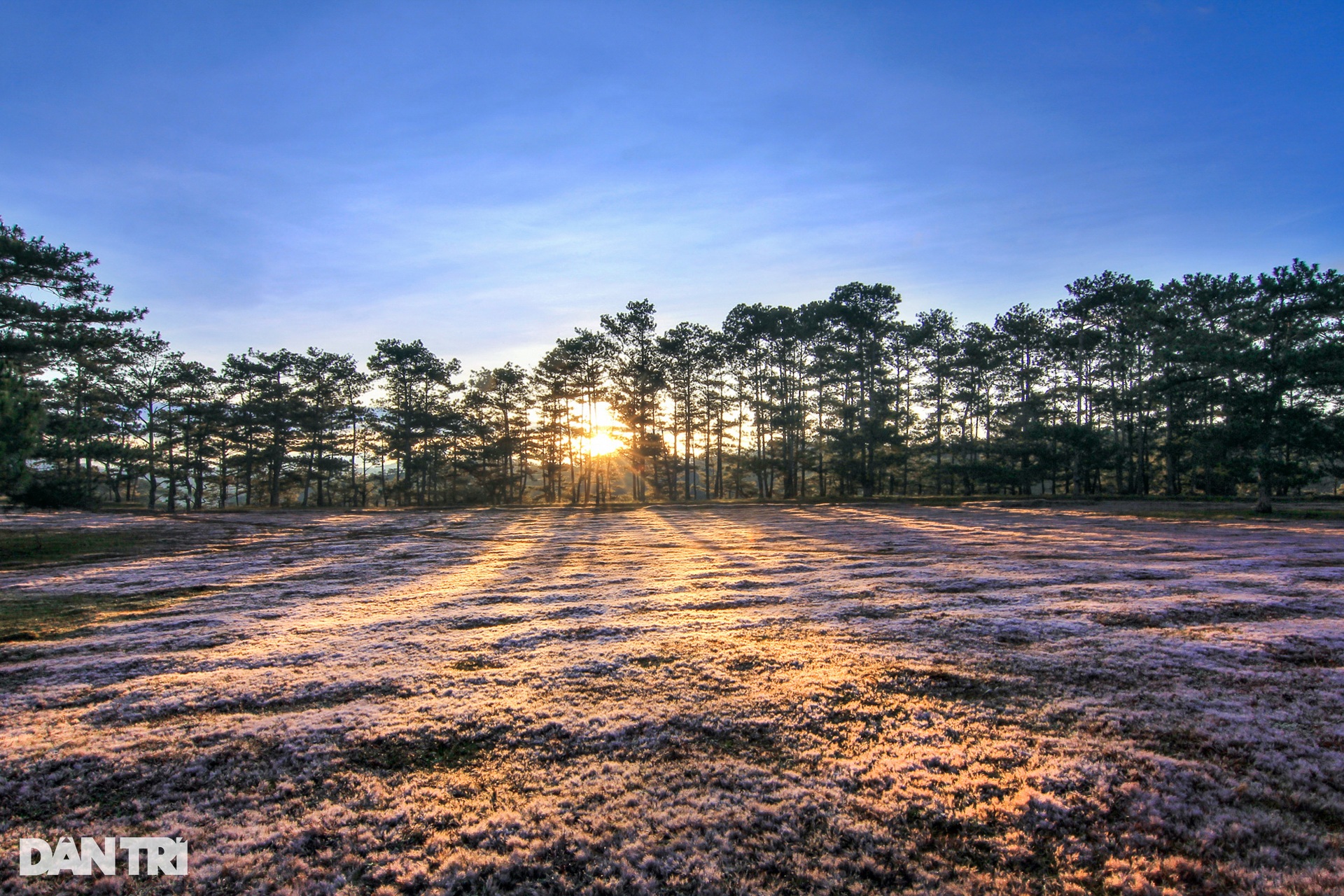 Admire the brilliant pink grass hills in Da Lat in the early morning of winter - 2