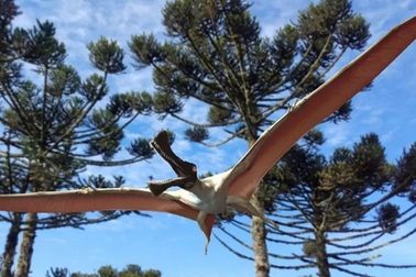 Phát hiện hoá thạch của các loài bò sát biết bay mới ở Úc