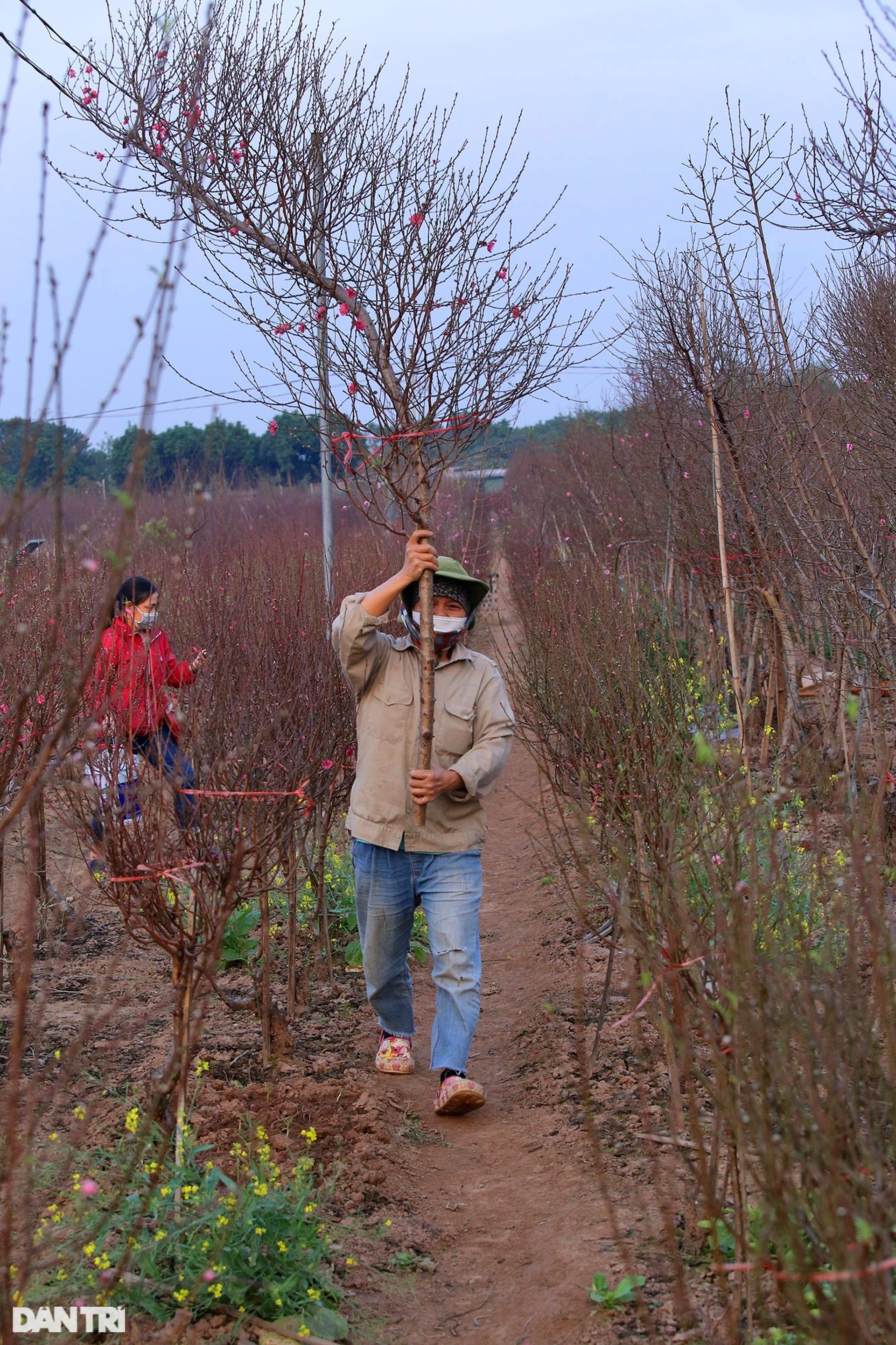 Nhật Tân rực sắc hoa đào đón Tết Nhâm Dần - 8