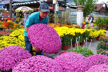 Giống cúc lạ bán "đắt như tôm tươi" dù mỗi cặp có giá gần tiền triệu