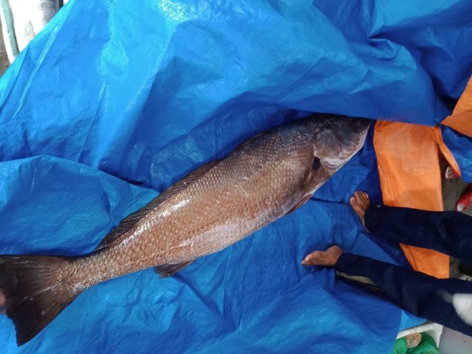 Ngư dân Quảng Nam câu được cá nghi sủ vàng quý hiếm nặng hơn 10kg