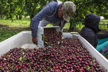 Cherry được trồng và thu hoạch như thế nào?