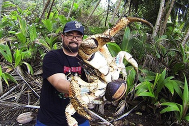 Úc: Cua khổng lồ nặng tới 5kg