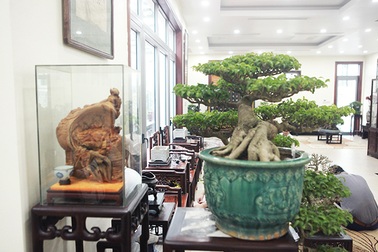 Bộ sưu tập bonsai tiền tỷ và "đồ chơi VIP" của giới nhà giàu Việt