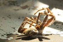 Giải mã bí ẩn: Tại sao chân nhện lại cong lên khi chúng chết?