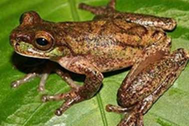 Phát hiện loài ếch tuyệt chủng 20 năm trước