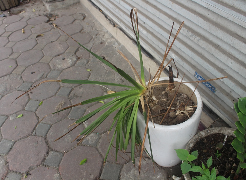 Nấm mốc, rêu phong bao phủ kín quán hàng sau chuỗi ngày dài đóng cửa - 6