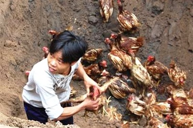 Đình chỉ công tác Phó Chủ tịch xã để xảy ra cướp gà