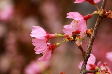 Trưng bày 150 cây và 7 nghìn cành hoa Anh đào tươi tại Hà Nội