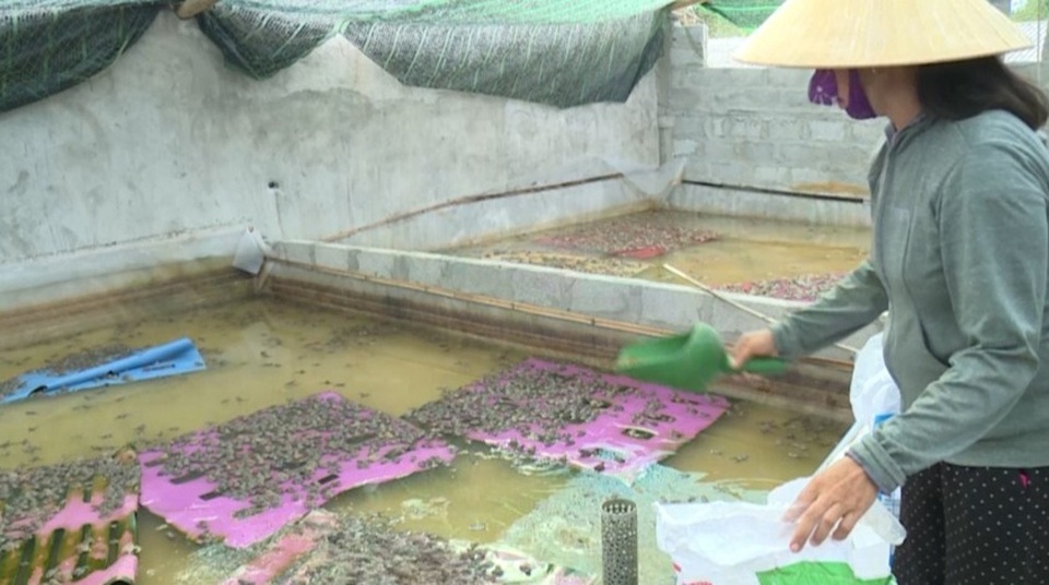 Nuôi ếch “một vốn bốn lời”, dân chài thu hàng trăm triệu đồng mỗi năm - 7 Nuôi ếch “một vốn bốn lời”, dân chài thu hàng trăm triệu đồng mỗi năm - 7