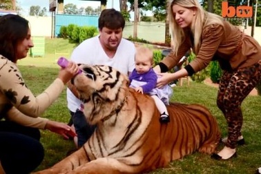 Choáng với kiểu chơi nuôi hổ làm thú cưng