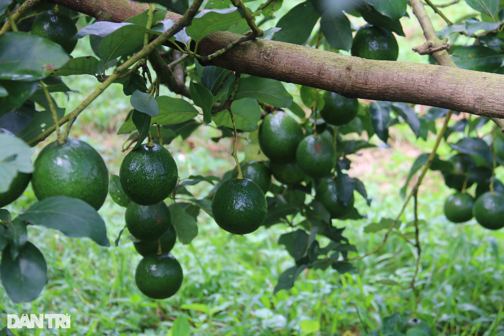 Loại quả nhiều nơi cho không ai lấy, anh cán bộ tranh thủ... thu tiền tỷ - 6 Loại quả nhiều nơi cho không ai lấy, anh cán bộ tranh thủ... thu tiền tỷ - 6