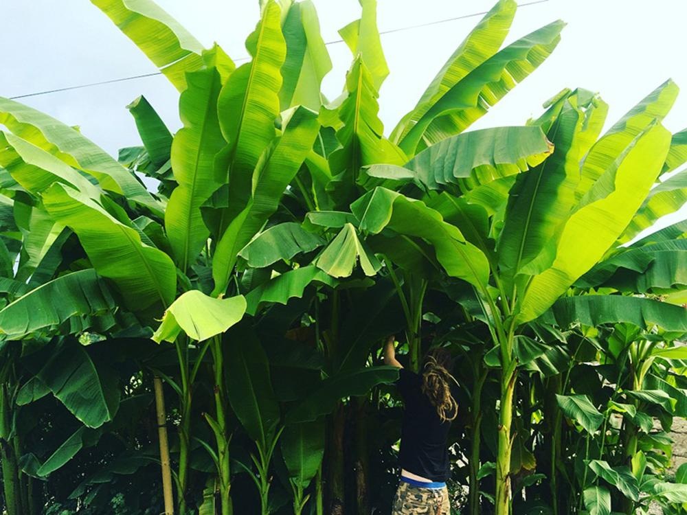 Cuộc sống gần gũi thiên nhiên trong khu vườn 2500m2 của cô gái 23 tuổi - 8 Cuộc sống gần gũi thiên nhiên trong khu vườn 2500m2 của cô gái 23 tuổi - 8