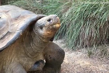 Chuyện tình ngang trái vì... Covid-19: Rùa 70 năm tuổi sắp được gặp bạn gái