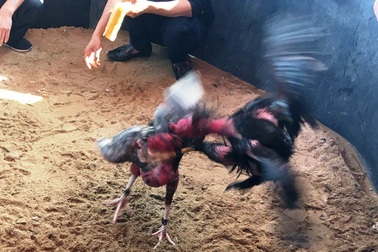 Về “nơi hội tụ của niềm tin” xem những chú gà quyết chiến