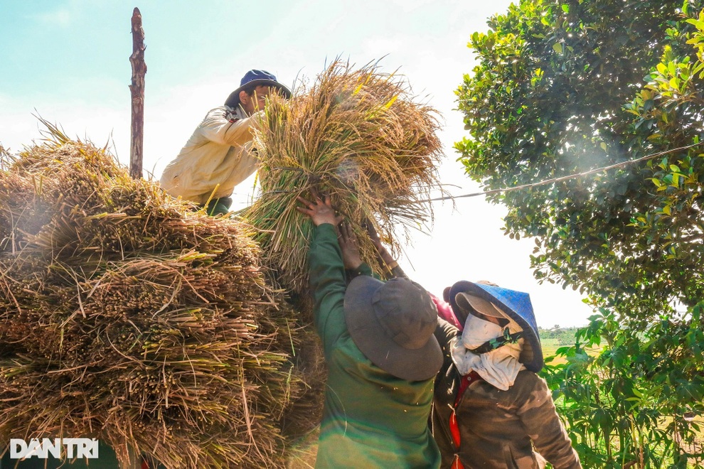 Nông dân chạy đua với thời gian để cứu lúa giữa trưa đứng bóng - 10 Nông dân chạy đua với thời gian để cứu lúa giữa trưa đứng bóng - 10