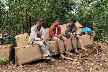 Vận chuyển gỗ từ rừng nguyên sinh, nhóm lâm tặc bị bắt tại trận